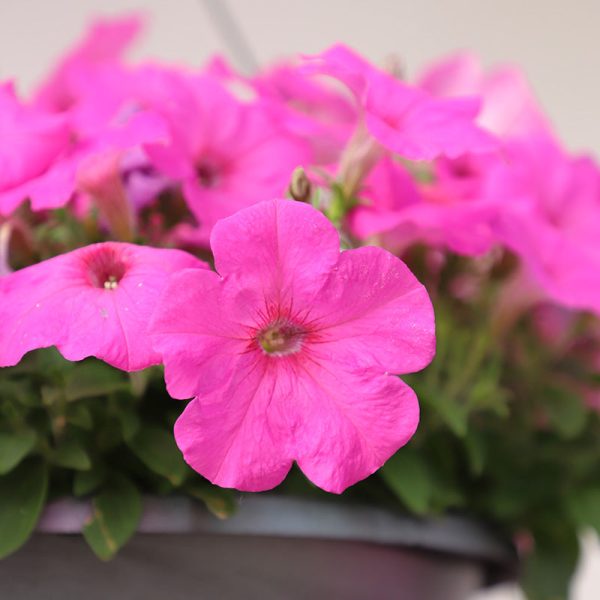 Petunia Easy Wave Neon Rose F1 Seed Sale - Image 4