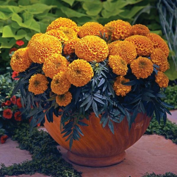 Marigold Antigua Orange F1 Seed For Cheap