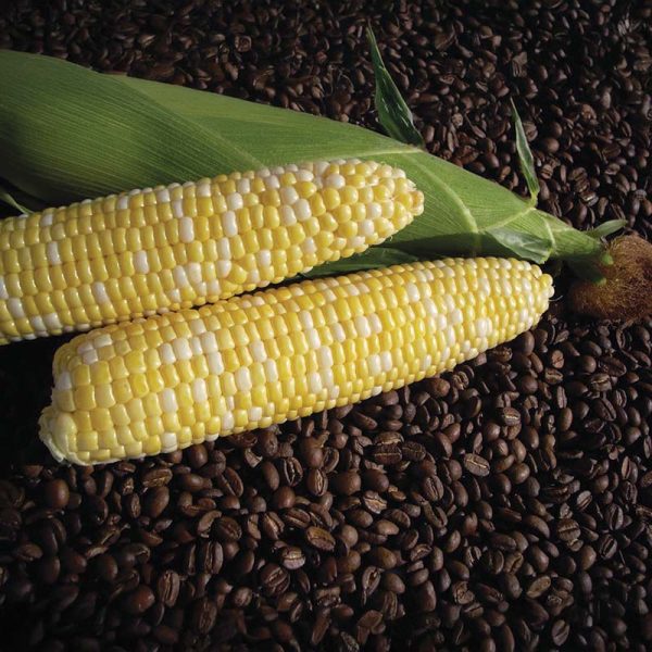 Sweet Corn Cuppa Joe F1 Seed For Sale