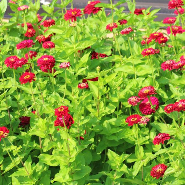 Zinnia Benary s Giant Deep Red Seed Online - Image 3