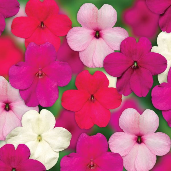 Impatiens Imara XDR Rosy Mix F1 Seed Online