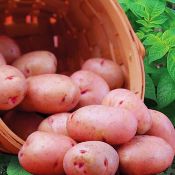 Potato Red Norland For Sale