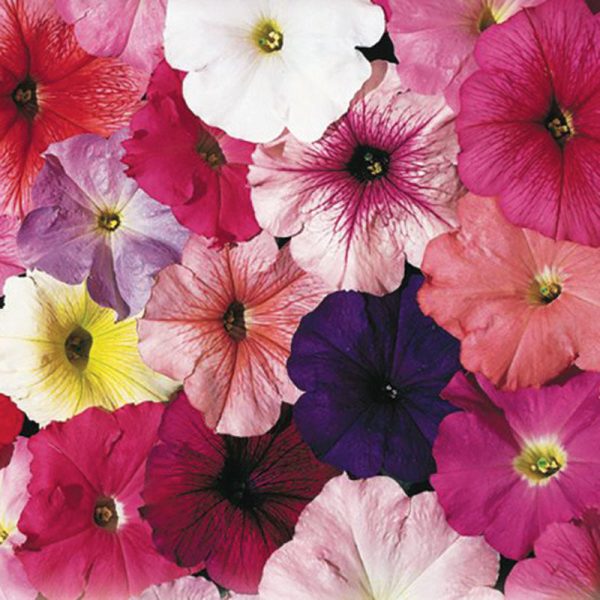 Petunia Celebrity Mix F1 Seed Discount