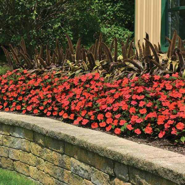 Impatiens Solarscape Orange Burst F1 Seed For Cheap - Image 2