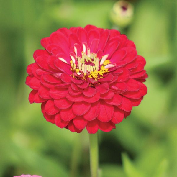 Zinnia Benary s Giant Deep Red Seed Online