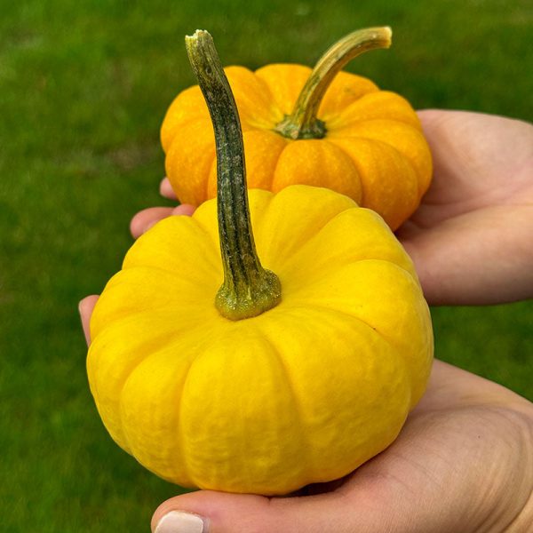 Pumpkin Yellow Jacket F1 Seed For Discount - Image 3