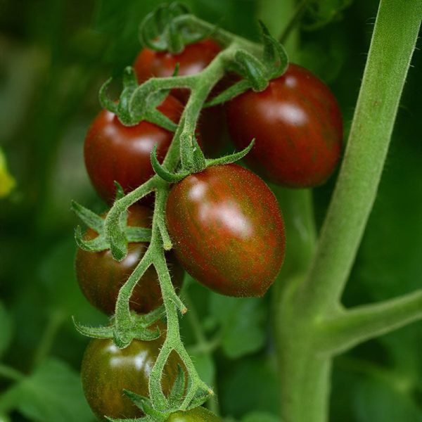 Tomato Chocolate Sprinkles F1 Seed Online now