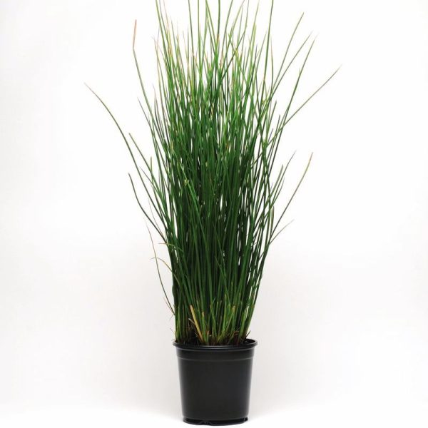 Juncus Javelin Seed Discount - Image 4