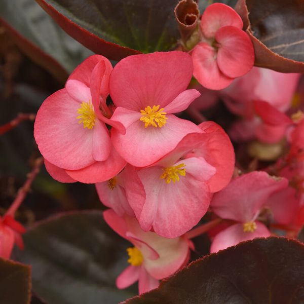 Begonia Megawatt Bronze Leaf Rose F1 Seed Online Hot Sale - Image 2