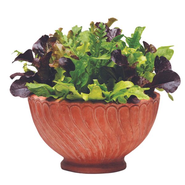 Simply Salad Alfresco Mix Seed For Sale - Image 3
