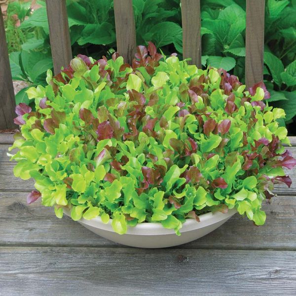 Lettuce Harris  Blend Seed Online