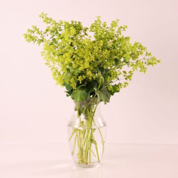 Bupleurum Griffitti Seed on Sale - Image 2