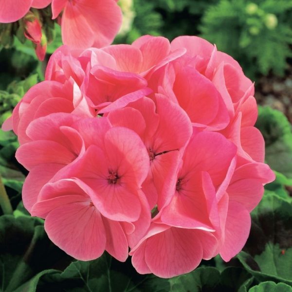 Geranium Maverick Salmon F1 Seed Online Hot Sale
