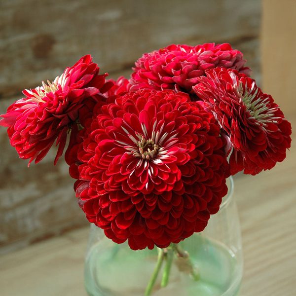 Zinnia Benary s Giant Deep Red Seed Online - Image 5