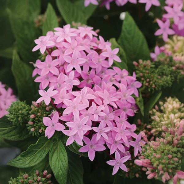 Pentas Lucky Star Lavender F1 Seed Online now