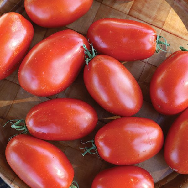 Tomato Mariana F1 Seed Sale - Image 2