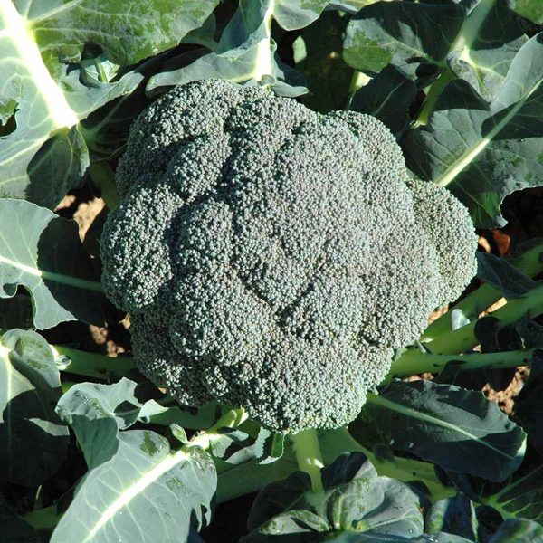 Broccoli Asteroid F1 Seed Sale - Image 2