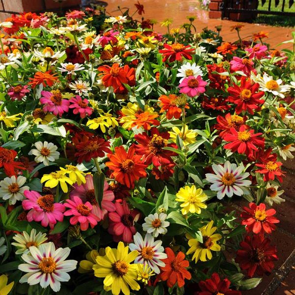 Zinnia Zahara Mix Seed Supply - Image 2