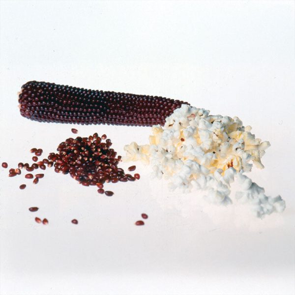 Ornamental Corn Ruby Red F1 Seed Discount - Image 2