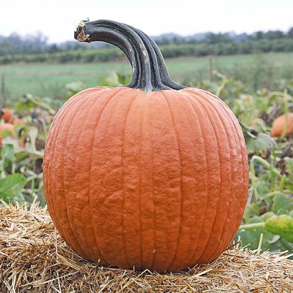 Pumpkin Cronus F1 Seed Supply - Image 3