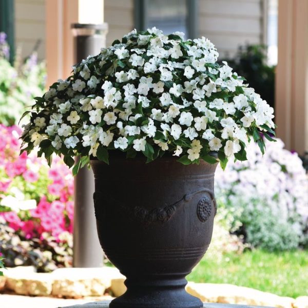 Impatiens Beacon White Seed Fashion