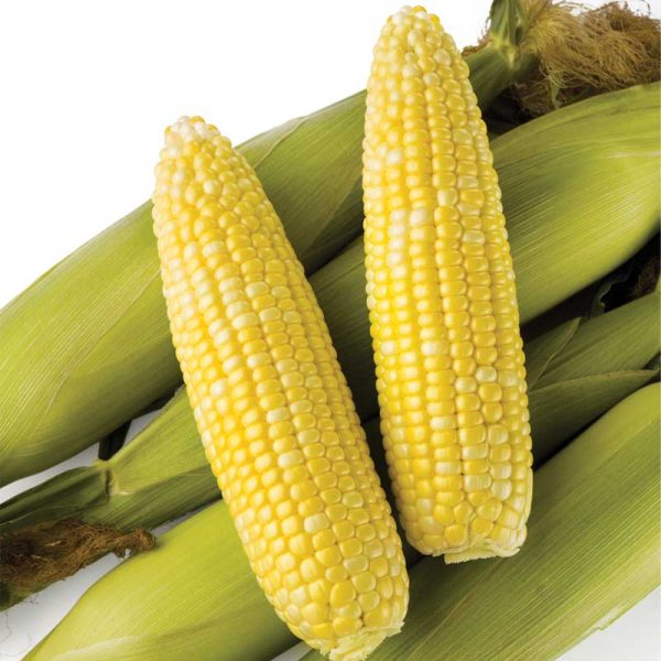 Sweet Corn Biotech Obsession II F1 Seed Fashion