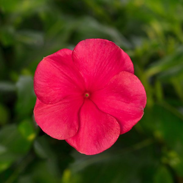 Vinca Cora Cascade XDR Punch F1 Seed For Cheap - Image 2