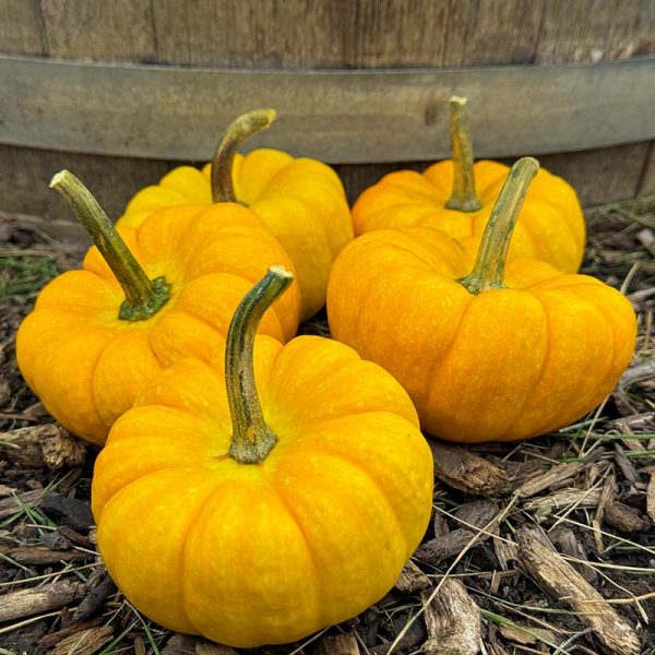 Pumpkin Yellow Jacket F1 Seed For Discount - Image 2