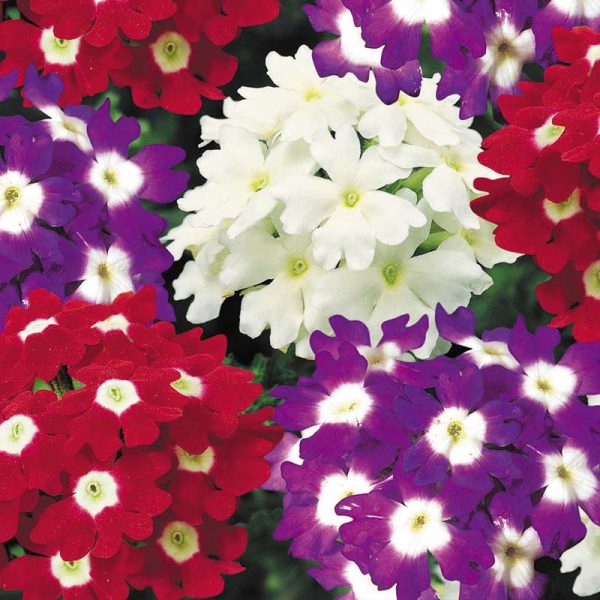 Verbena Obsession Spirit Mix Seed Supply