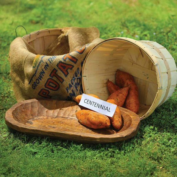 Sweet Potato Centennial Discount