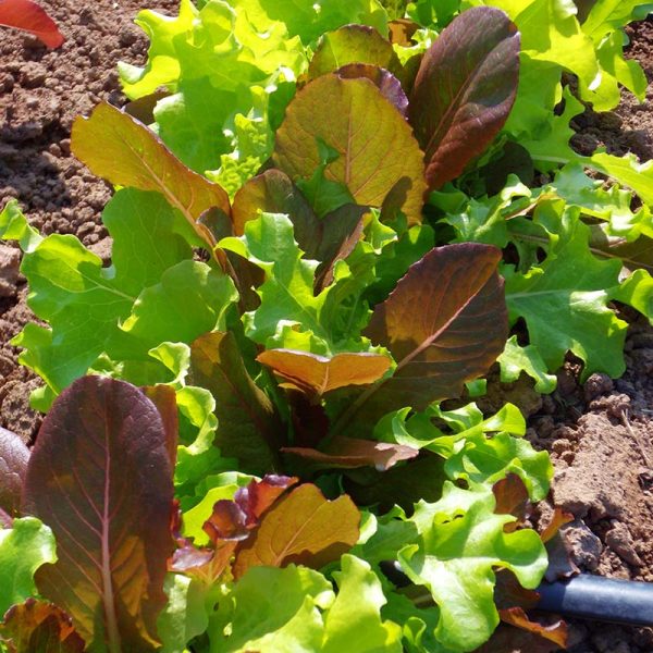 Lettuce Harris  Blend Seed Online - Image 3