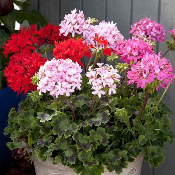 Geranium Quantum Mix F1 Seed Online