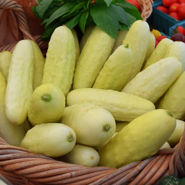 Cucumber Silver Slicer Seed For Cheap - Image 3
