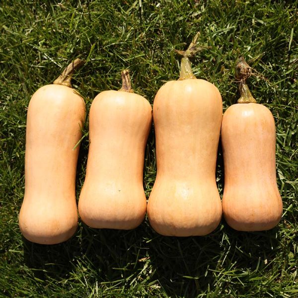 Squash Essex F1 Seed Hot on Sale - Image 3