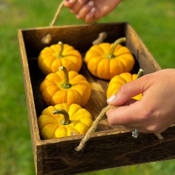Pumpkin Yellow Jacket F1 Seed For Discount