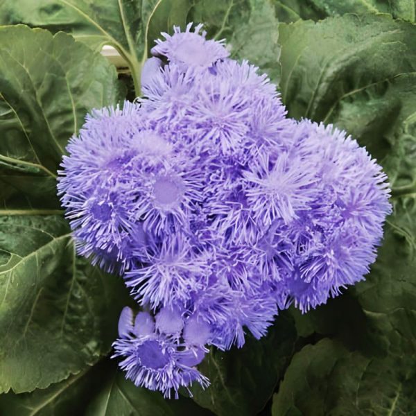 Ageratum High Tide Blue F1 Seed Discount - Image 2