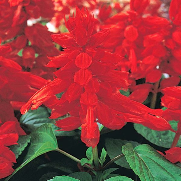 Salvia Vista Red Seed For Sale - Image 2