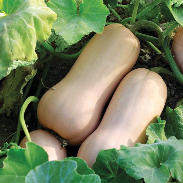 Squash Polaris F1 Seed Sale - Image 2