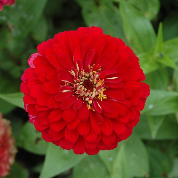 Zinnia Benary s Giant Deep Red Seed Online - Image 2