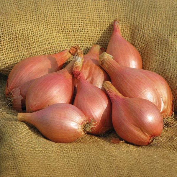 Shallot Conservor F1 Seed Discount