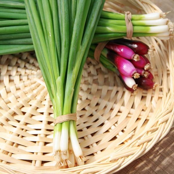 Onion Tokyo Long White Seed Sale - Image 3