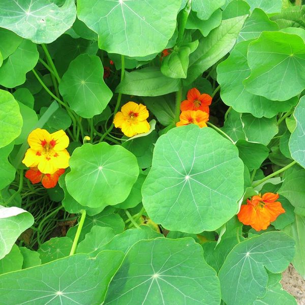 Nasturtium Jewel Mix Seed Discount - Image 3