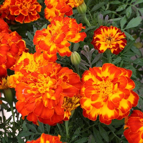 Marigold Safari Mix Seed For Discount - Image 2