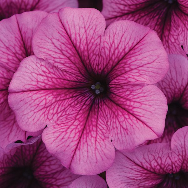 Petunia Easy Wave Rose Fusion F1 Seed Online Hot Sale - Image 2