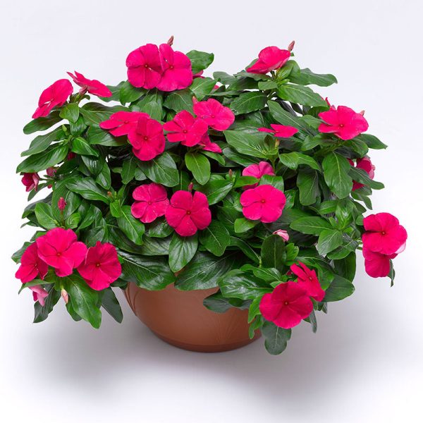 Vinca Cora Cascade XDR Punch F1 Seed For Cheap