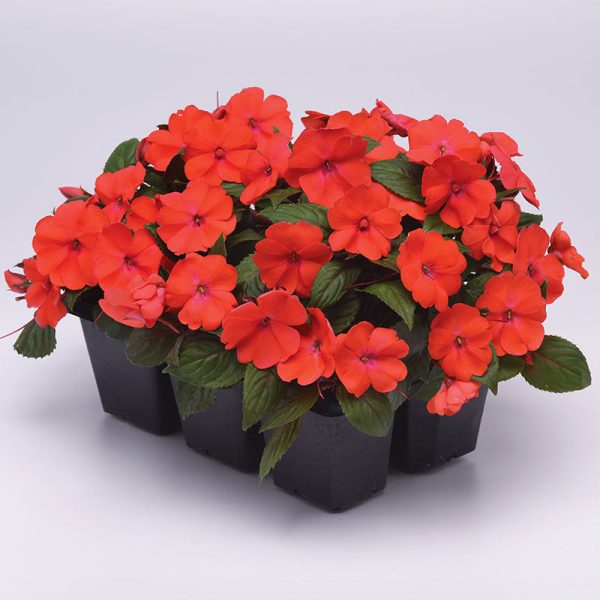 Impatiens Solarscape Orange Burst F1 Seed For Cheap - Image 4