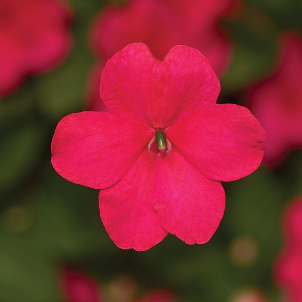 Impatiens Imara XDR Rosy Mix F1 Seed Online - Image 5