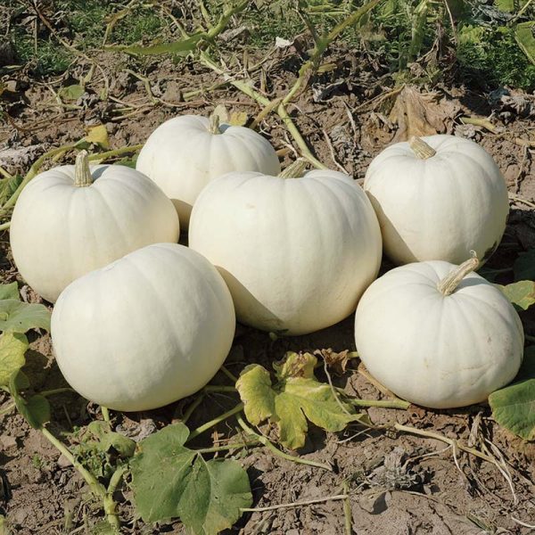 Pumpkin New Moon F1 Seed For Sale