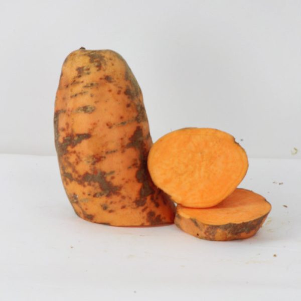 Sweet Potato Centennial Discount - Image 3