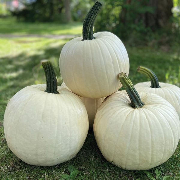 Pumpkin Abominable F1 Seed For Sale